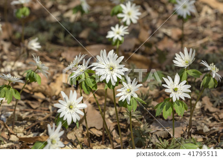 Azumaichige 41795511