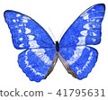 Morpho蝴蝶展翅 41795631