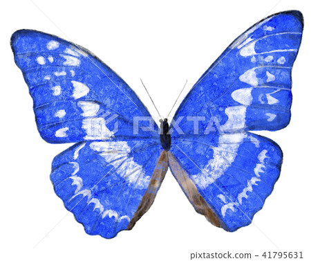 Morpho蝴蝶展翅 41795631