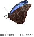 Morpho蝴蝶關閉翅膀並且休息 41795632