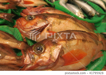 蝎子魚 蝎子魚 41795928