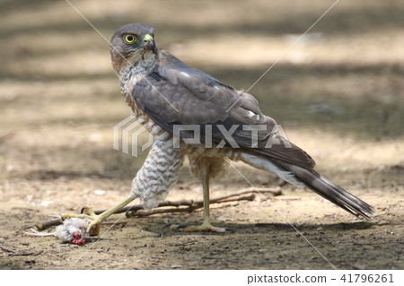 Bitter female 41796261