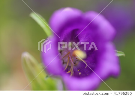 花 41796290