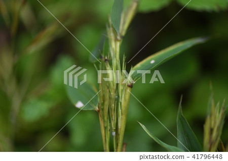 Bamboo flowers 41796448