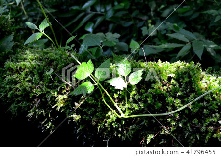 初夏的菊池谷（Kikuchi Valley）涼爽的水流和綠色的治療森林 41796455