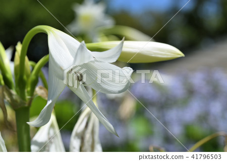 Clinam Powellie Clinam Powellie 41796503