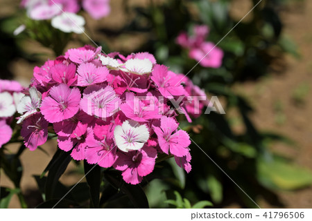 Vision Nessico 41796506