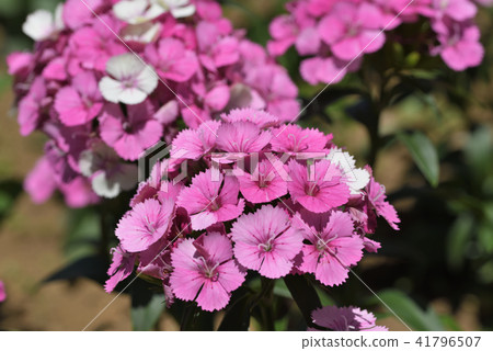 Vision Nessico 41796507