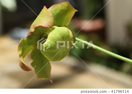 Tharassenia·Kyokanoko Tharassenia·Kyokanoko 41796514