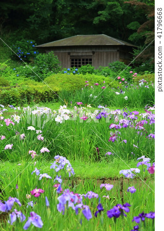 Machida City Yakushiya Park's flower arrangement 41796668