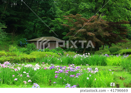 Machida City Yakushiya Park's flower arrangement 41796669