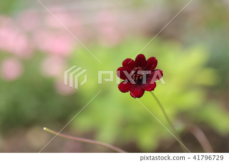 Flowers Flowers 41796729