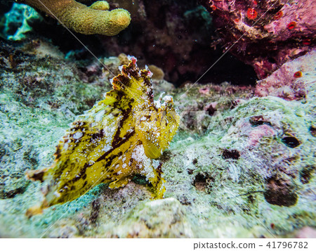 Hadakaokoze hiding among coral branches Hadakaokoze hiding among coral branches 41796782
