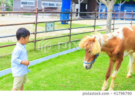 A boy playing with a pony A boy playing with a pony 41796790