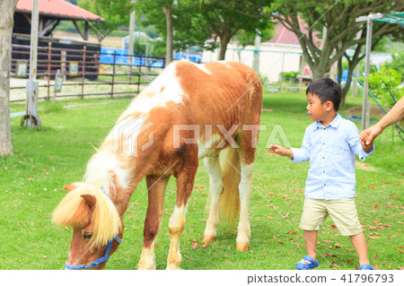 A boy playing with a pony 41796793