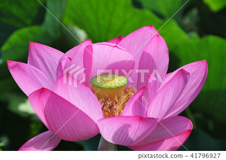 Ancient pink lotus shining in the sun (up) Pink ancient lotus shining in the light (up) Ancient pink lotus shining in the sun (up) Pink ancient lotus shining in the light (up) 41796927