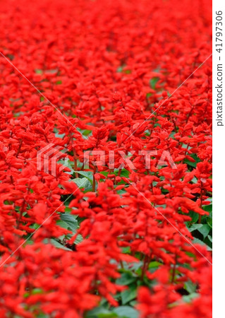 深紅丹參 深紅丹參 41797306