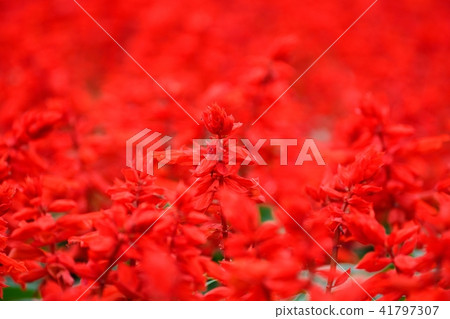 深紅丹參 深紅丹參 41797307