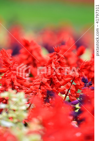 深紅丹參 41797311