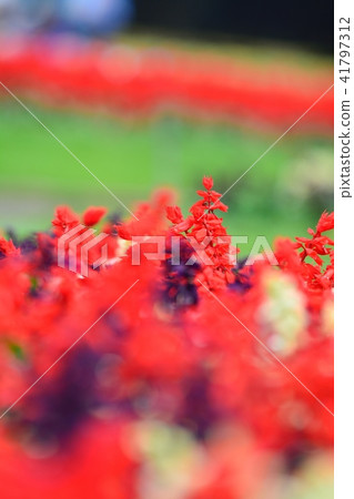 Crimson Salvia 41797312