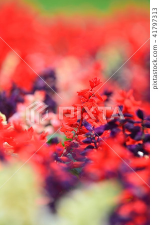 深紅丹參 41797313