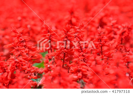 深紅丹參 深紅丹參 41797318