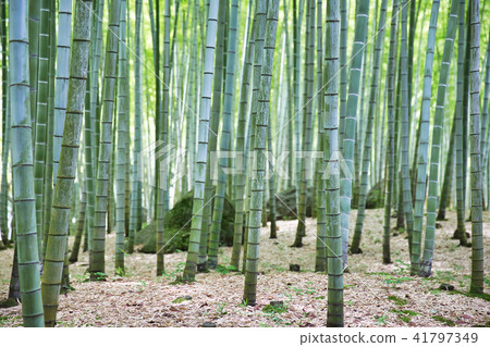Bamboo Park Beppu Park 41797349