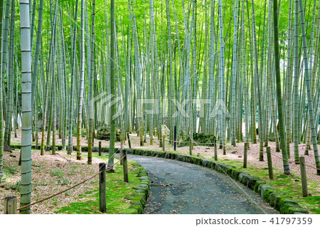 Bamboo Park Beppu Park 41797359
