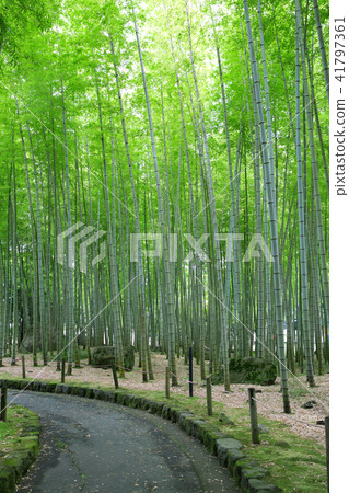 Bamboo Park Beppu Park Bamboo Park Beppu Park 41797361