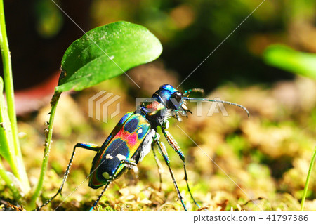 虎甲蟲（納米虎甲蟲） 41797386