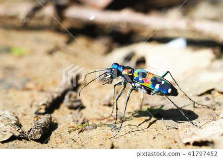 虎甲蟲（納米虎甲蟲） 41797452