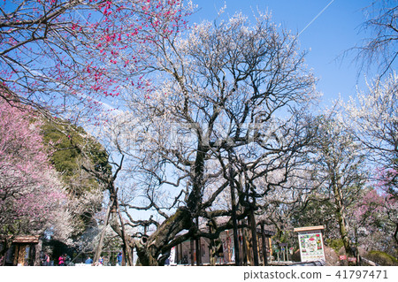 Tokyo Metropolitan Government Keio Hundred Garden (Keio Mokurusen) Sushi Meishi (Jyushoboi) Tokyo Metropolitan Government Keio Hundred Garden (Keio Mokurusen) Sushi Meishi (Jyushoboi) 41797471