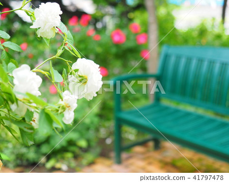Rose garden 41797478