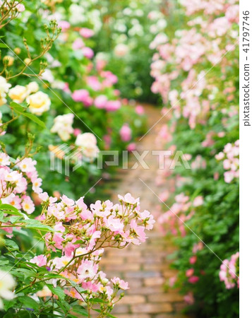 Rose garden path 41797746