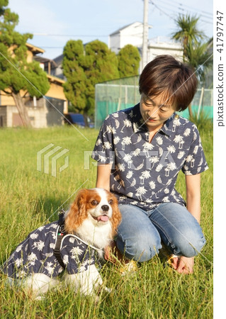 Interact with dogs cavalier Interact with dogs cavalier 41797747