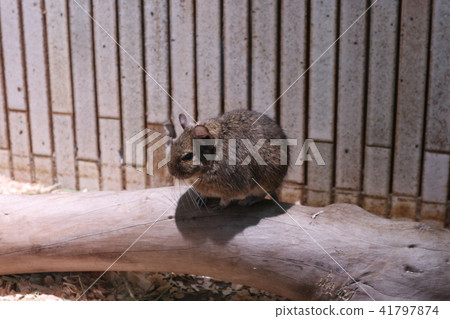 上野動物園的動物 上野動物園的動物 41797874