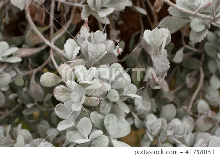 Kalanchoe dancing silver dance 41798031