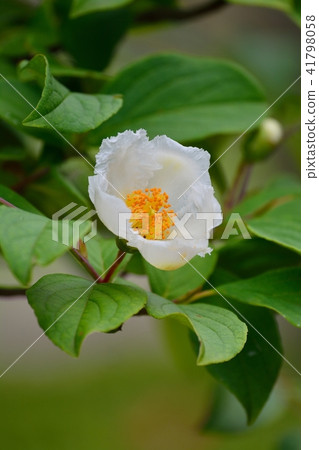 Summer camellia Summer camellia 41798058