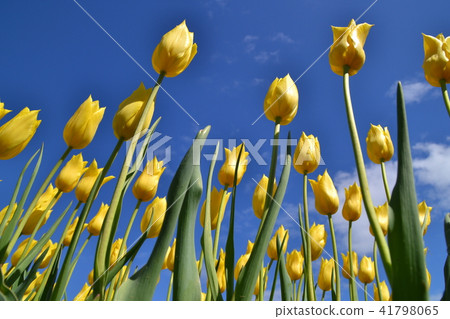 鬱金香黃色Kamisubetsu鬱金香公園 鬱金香黃色Kamisubetsu鬱金香公園 41798065
