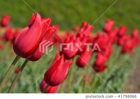 鬱金香紅Kamisubetsu鬱金香公園 鬱金香紅Kamisubetsu鬱金香公園 41798066