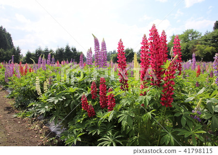 十和田市青森縣羽扇豆園 41798115