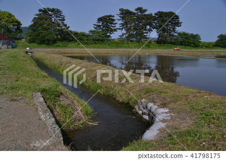 Rice paddy field · waterway · pine tree row Odawara Rice paddy field · waterway · pine tree row Odawara 41798175