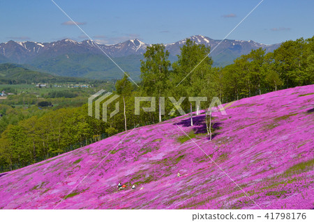 Taki Kamigyo Park Mishiba cherry tree Taki Kamigyo Park Mishiba cherry tree 41798176