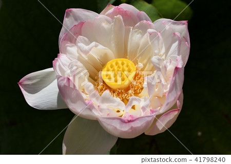 Lotus (Rainbow) Lotus (Rainbow) 41798240