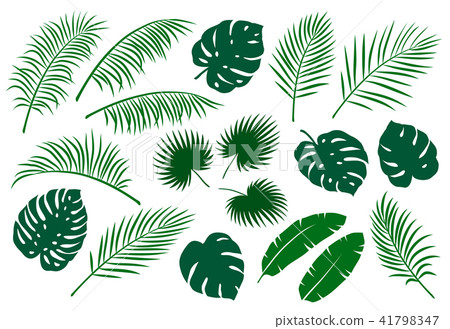 set of green palm leaves 41798347