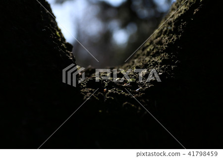 It is a part of the 500-year-old tree. 41798459