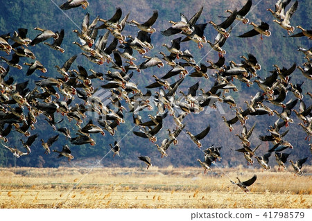 鵝緊急！ 41798579