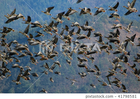 鵝緊急！ 41798581