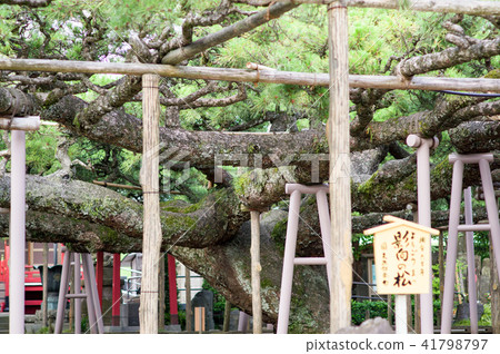 影子(毛毛蟲)松樹天然寶藏 影子(毛毛蟲)松樹天然寶藏 41798797