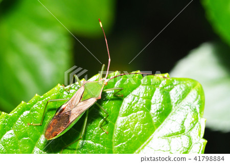 Spotted Spider Bug Spotted Spider Bug 41798884